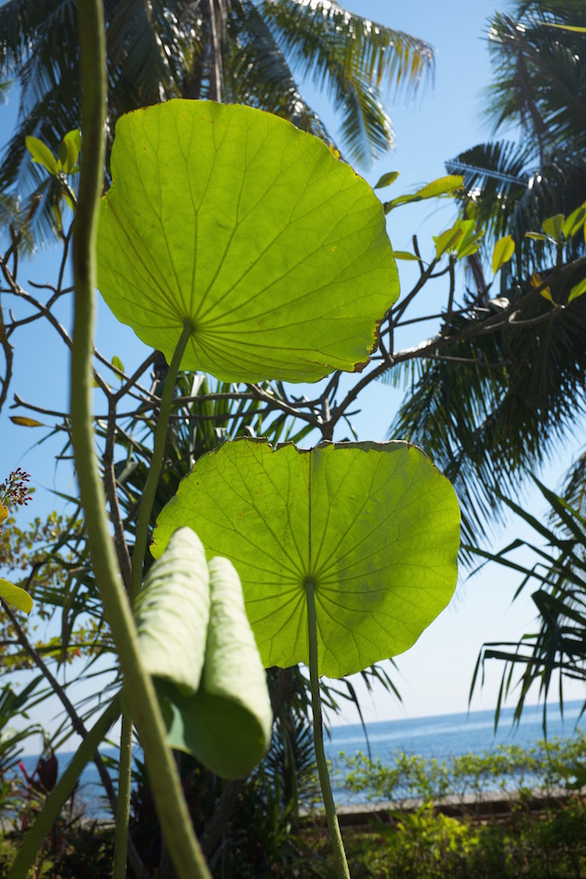 lotus leaves