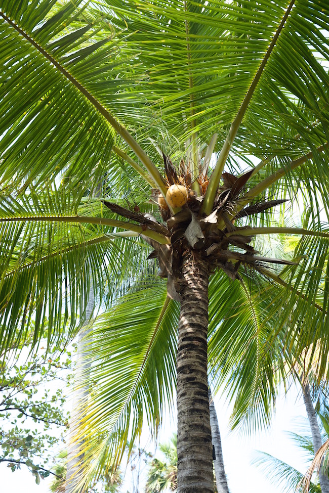 coconut palm