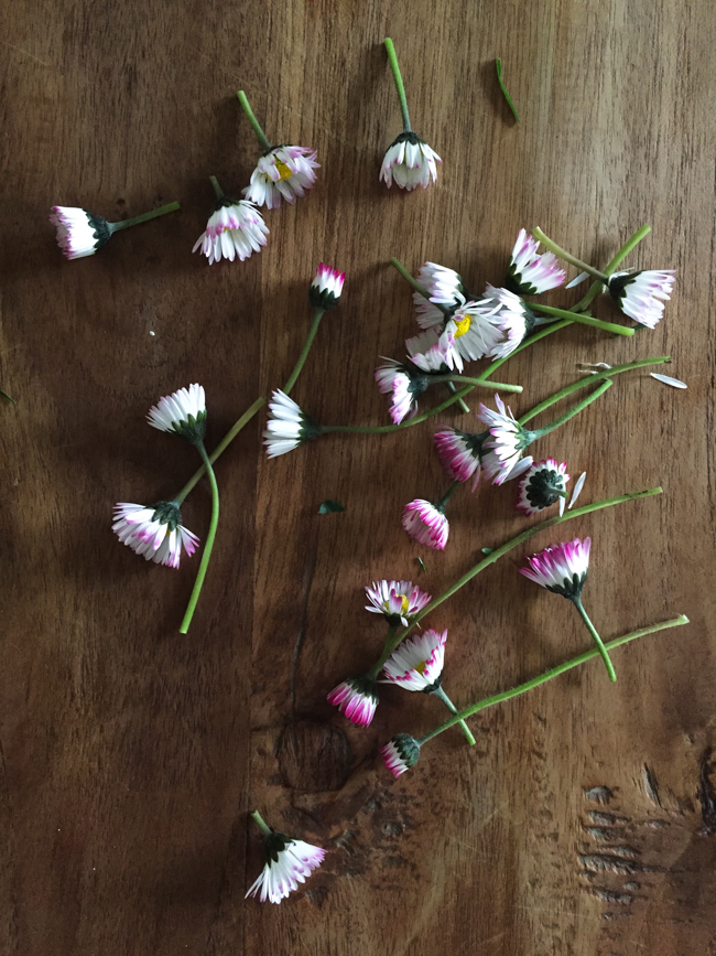 daisies