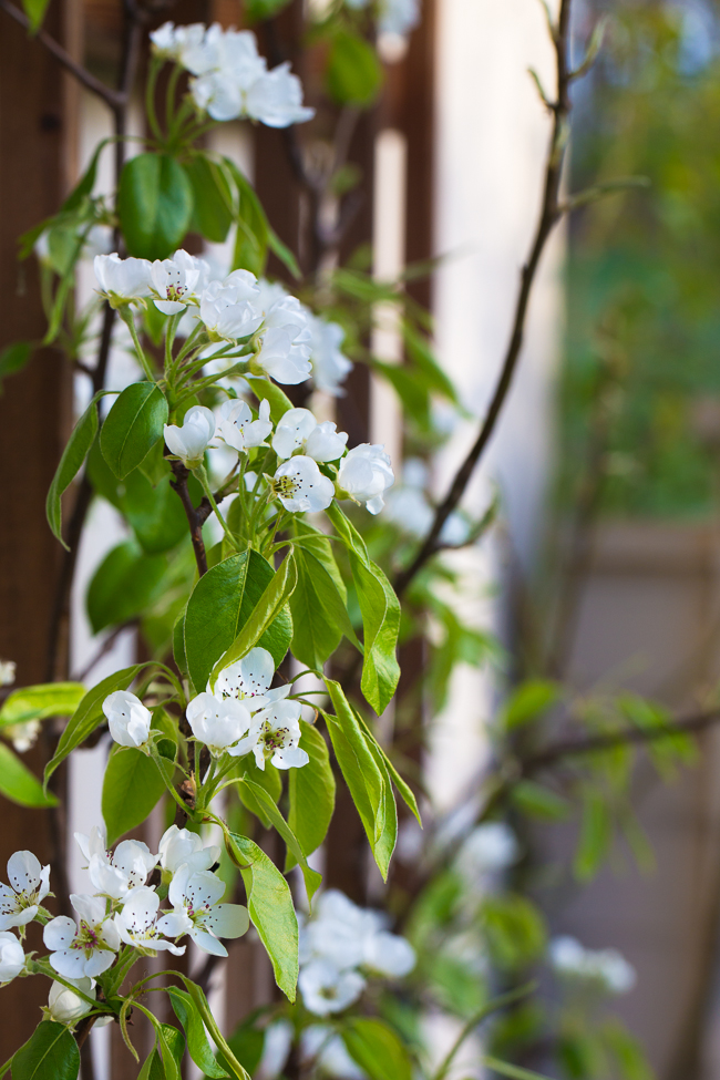 pear "Conference" in blossom